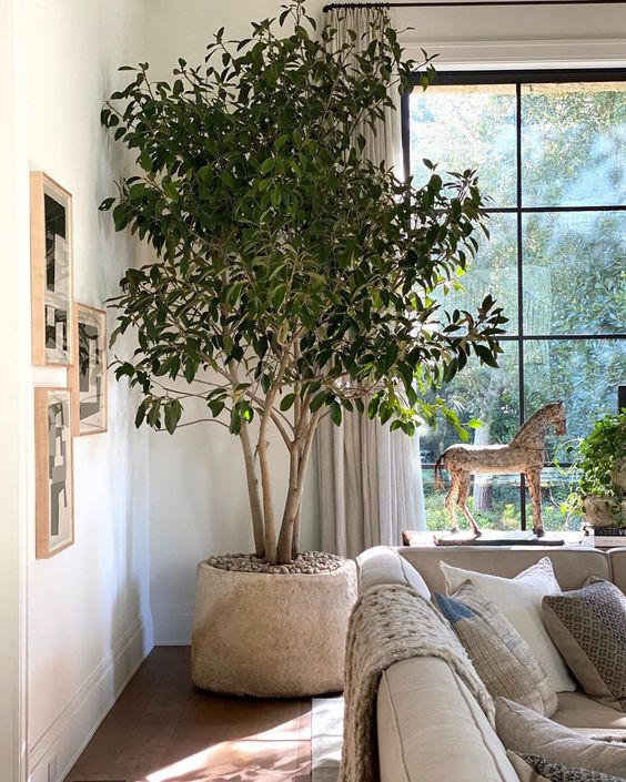 Crushing On: Large Indoor Trees - Stacy Risenmay